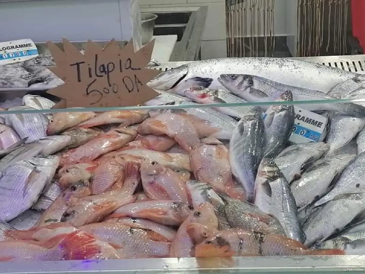 À 500 dinars le Kilo, le Tilapia Rouge va-t-il détrôner la sardine ?