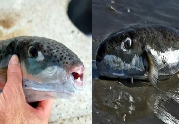 Découverte d&rsquo;un poisson toxique et mortel sur le littoral algérien