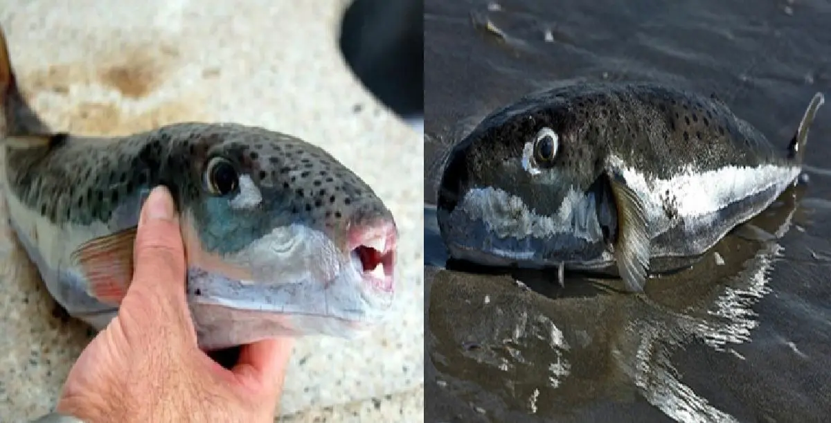 Découverte d’un poisson toxique et mortel sur le littoral algérien