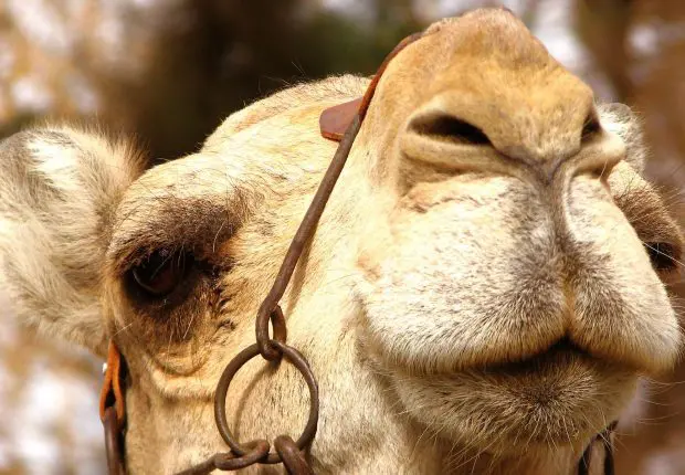 Viande caméline : le nouveau pari du ministère de l’Agriculture