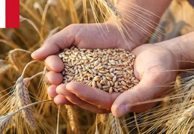 Importation du blé : l’Algérie a-t-elle réellement évincé la France ?