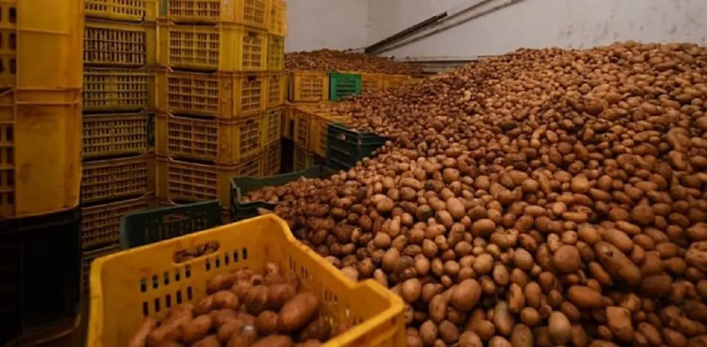 Hausse des prix de la pomme de terre : une première tête tombe
