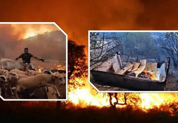 Feux de forêt 2021 : où en est le programme d’indemnisation ?