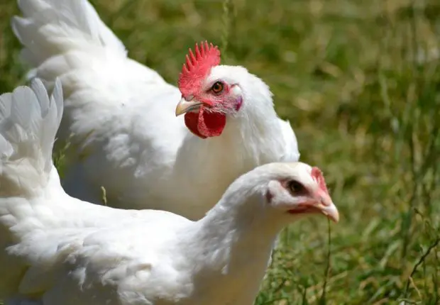 Viande blanche : une nouvelle hausse des prix attendue