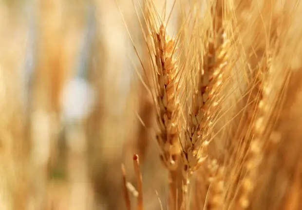 Hausse du prix d’achat du blé chez les agriculteurs : quelles conséquences ?