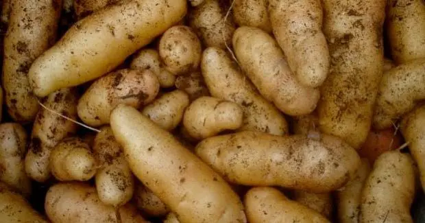 Manque de pomme de terre : le ministère s’exprime