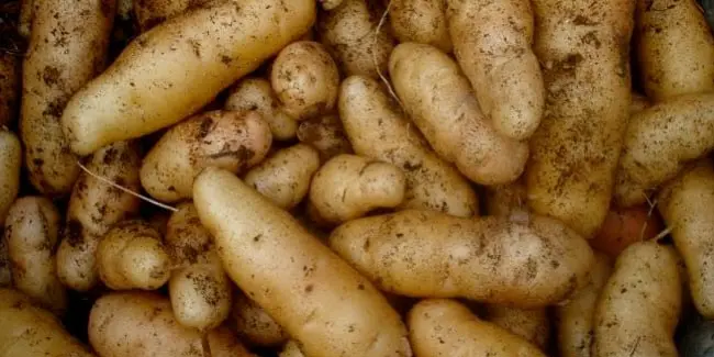 Manque de pomme de terre : le ministère s’exprime