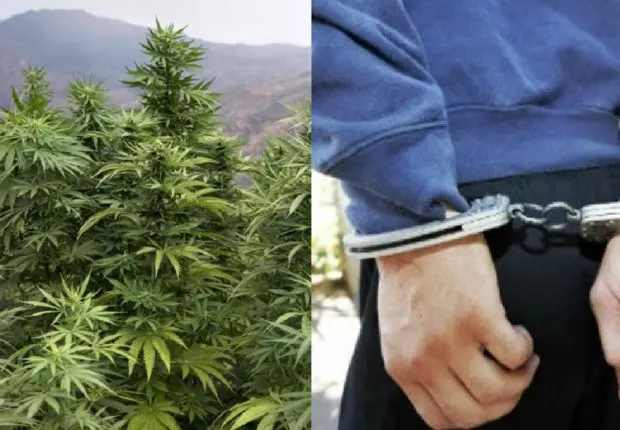 Affaire des cultivateurs de marijuana à Oran : 10 ans de prison ferme