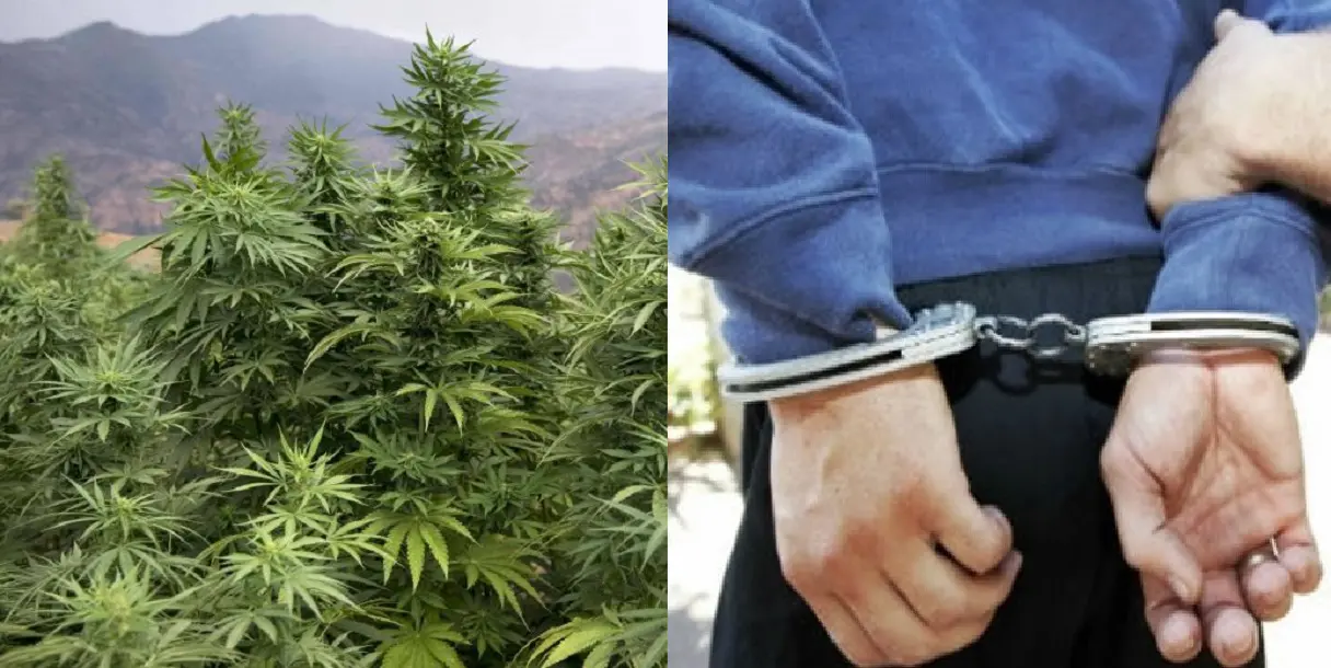 Affaire des cultivateurs de marijuana à Oran : 10 ans de prison ferme