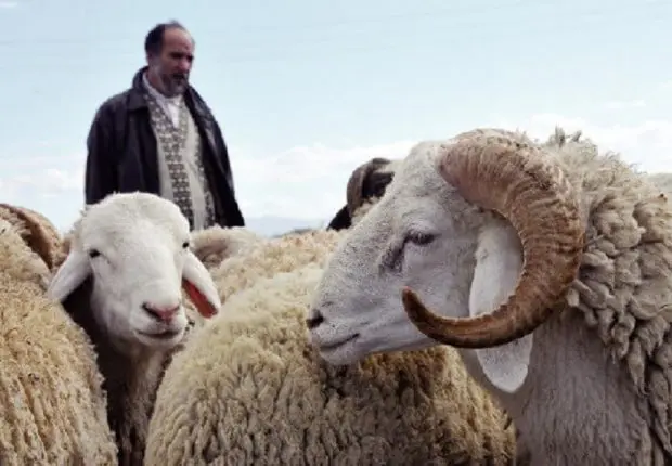 Sècheresse : l’extinction menace les races ovines en Algérie