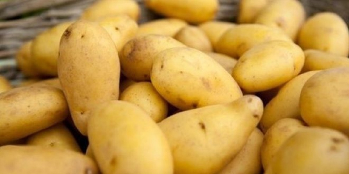 Pomme de terre : les prix flambent de nouveau