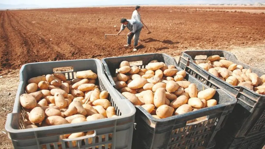 Prix de la pomme de terre : l’UGCAA pointe le département de Rezig