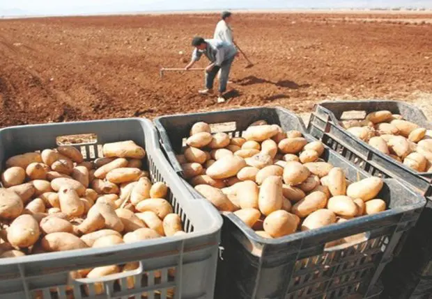 Prix de la pomme de terre : l’UGCAA pointe le département de Rezig