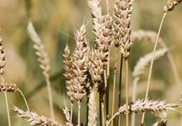 Blé : des prix jamais atteints depuis 2008