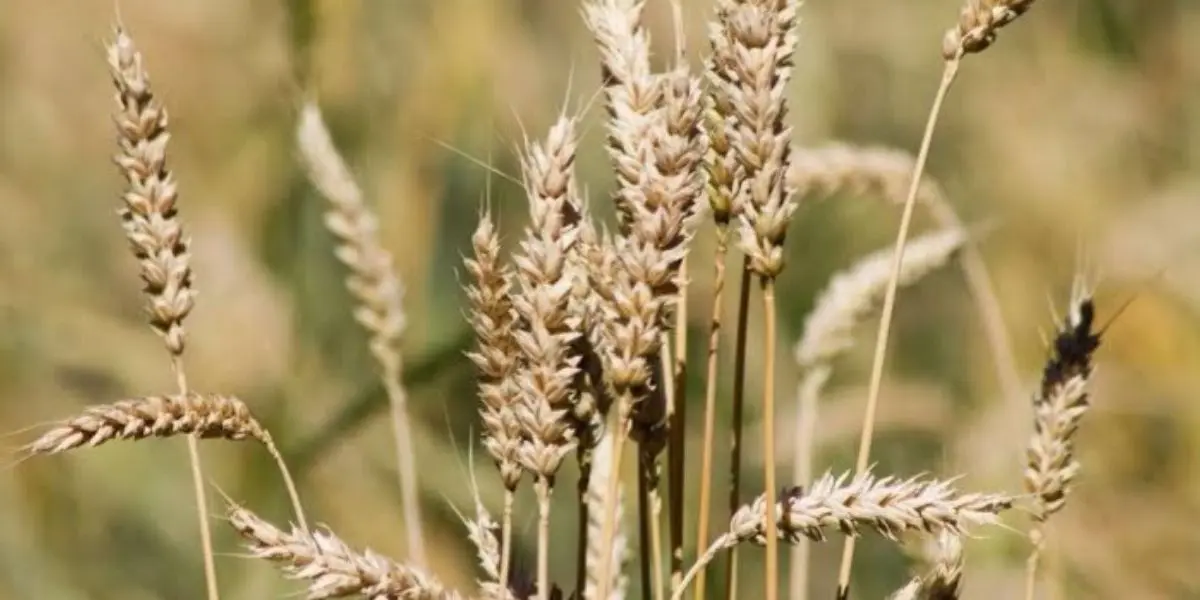 Blé : des prix jamais atteints depuis 2008