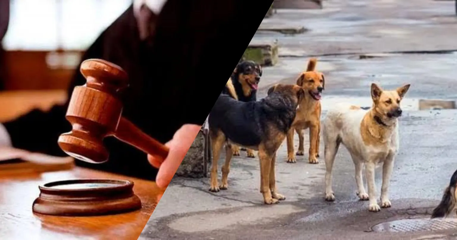 Enfant tué par des chiens : les sanctions tombent pour le propriétaire