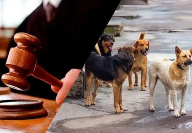 Enfant tué par des chiens : les sanctions tombent pour le propriétaire