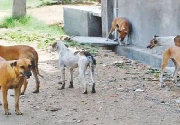 Blida : un petit garçon tué par une attaque de chiens