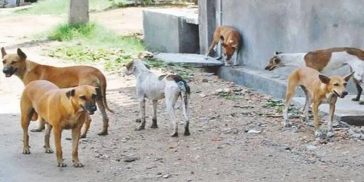 Blida : un petit garçon tué par une attaque de chiens