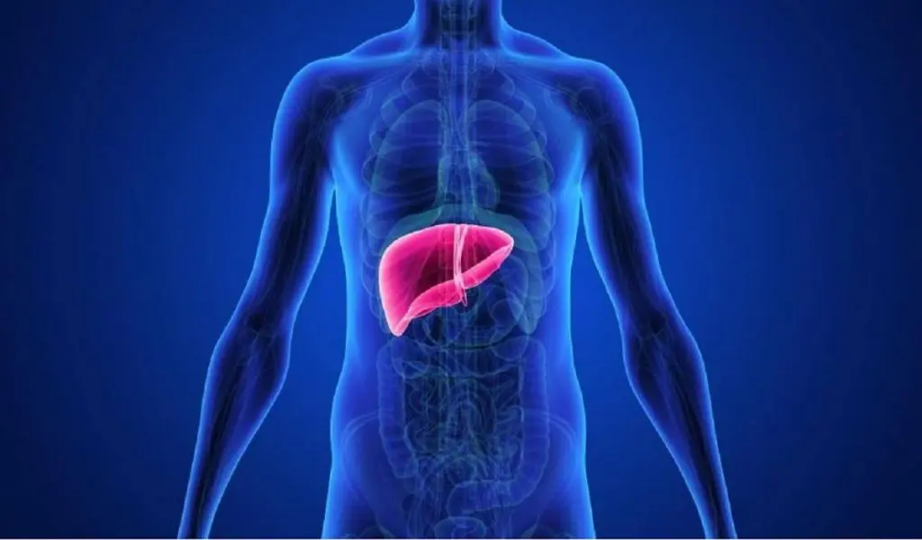 Tumeurs du foie et de l’utérus : quand les innovations médicales sauvent des vies