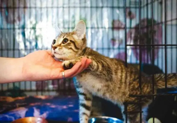 Protection des animaux : le wali d’Alger annonce la fin de « Galoufa »