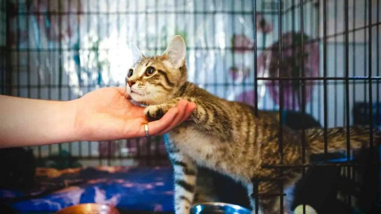 Protection des animaux : le wali d’Alger annonce la fin de « Galoufa »