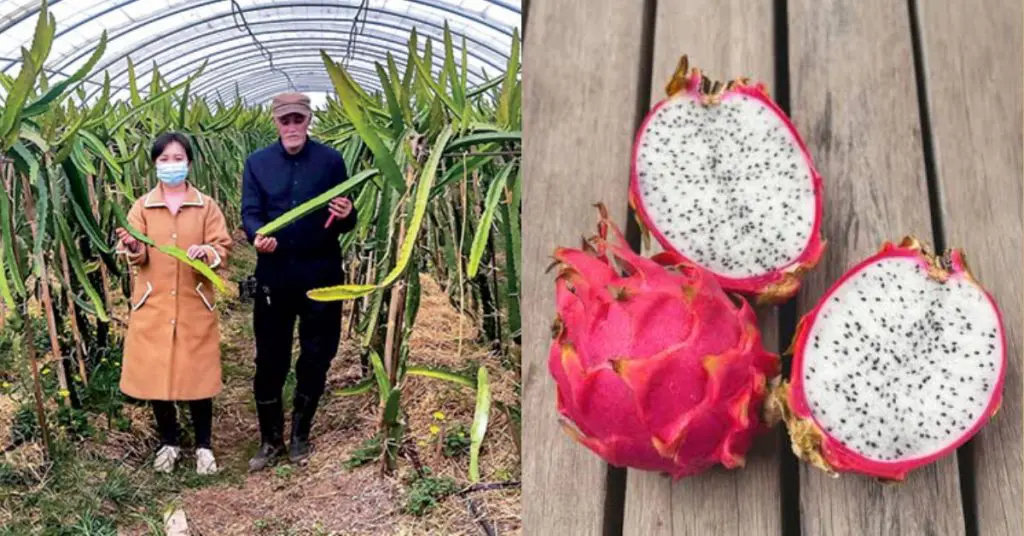 Fruit du dragon, une première expérience réussie en Algérie