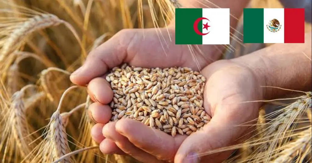 Importation de blé : l’Algérie se tourne vers le Mexique