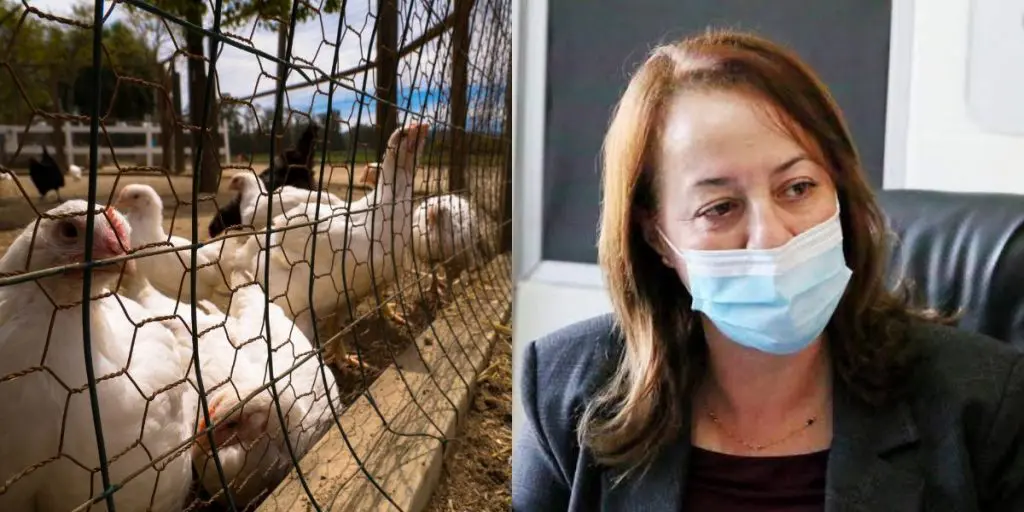 L&rsquo;Algérie se lance dans l&rsquo;export des déchets du poulet