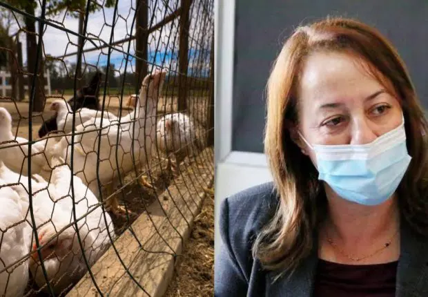 L’Algérie se lance dans l’export des déchets du poulet