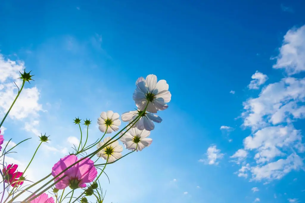 Météo Algérie : le printemps sera encore au rendez-vous ce 19 avril