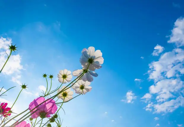 Météo Algérie : le printemps sera encore au rendez-vous ce 19 avril