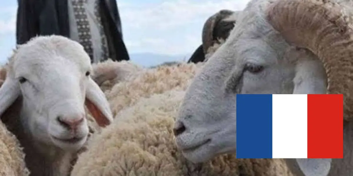 Aïd al Adha 2022 : la France se prépare avec de nouvelles mesures