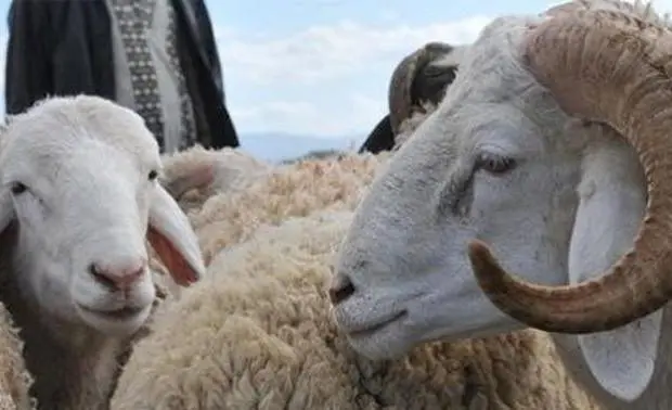 Aid el-Adha 2022 : une association d’astronomie dévoile la date