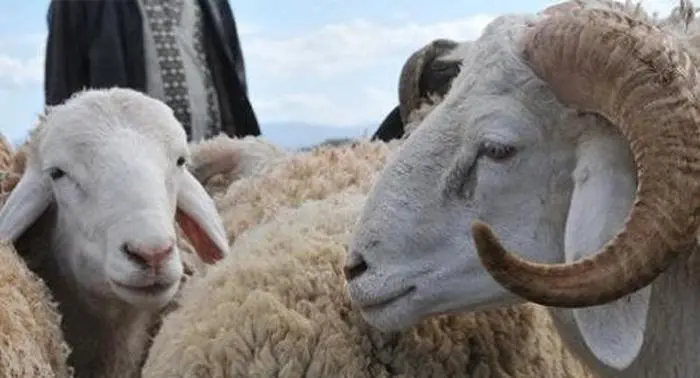 Aid el-Adha 2022 : une association d’astronomie dévoile la date