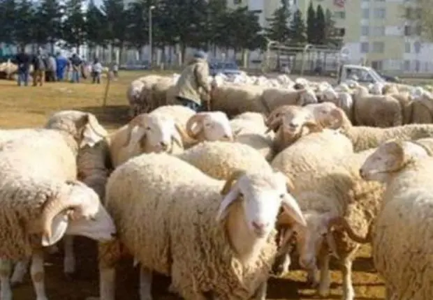 Des marchés « errahma » pour la vente de moutons, pour cet Aïd el-Adha 2023 ?