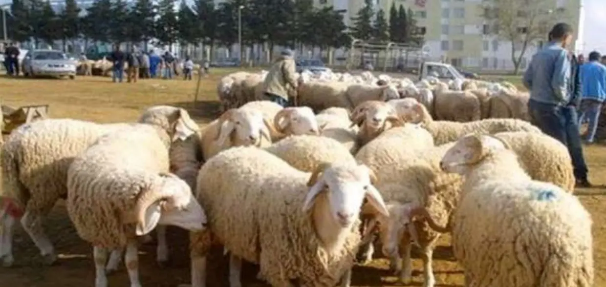 Des marchés « errahma » pour la vente de moutons, pour cet Aïd el-Adha 2023 ?