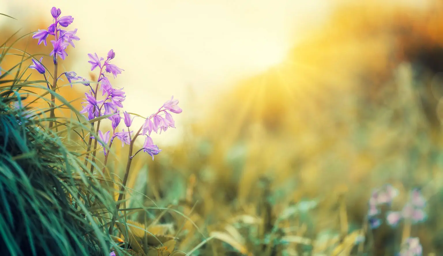 Météo Algérie : persistance du beau temps pour ce vendredi 24 mars