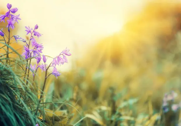 Météo Algérie : ciel bleu et hausse des températures ce 9 mai