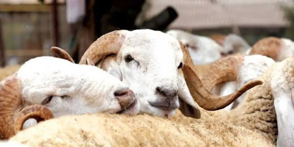 Aïd Al-Adha 2022 : quels sont les prix des moutons ?