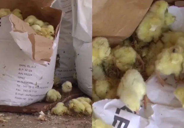 Chlef : des milliers de poussins jetés à la poubelle