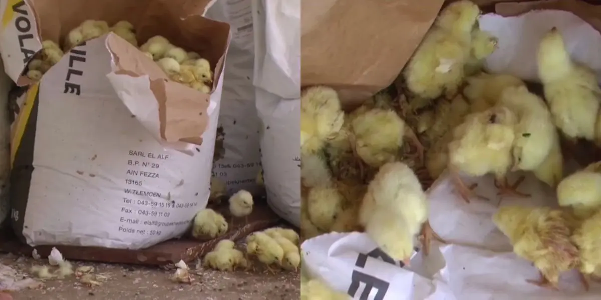Chlef : des milliers de poussins jetés à la poubelle