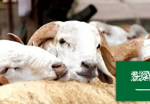 Aid El Adha 2022 : un calendrier officiel saoudien fixe la date