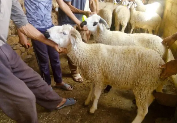 Date Aid Al-Adha : le centre international d&rsquo;astronomie se prononce