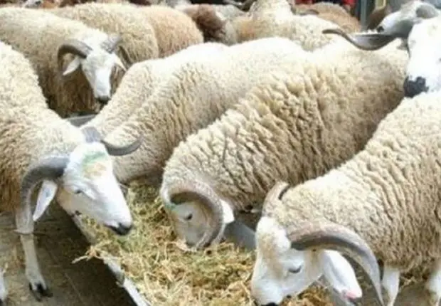Aïd El-Adha France : des mesures spéciales pour l&rsquo;abattage des moutons