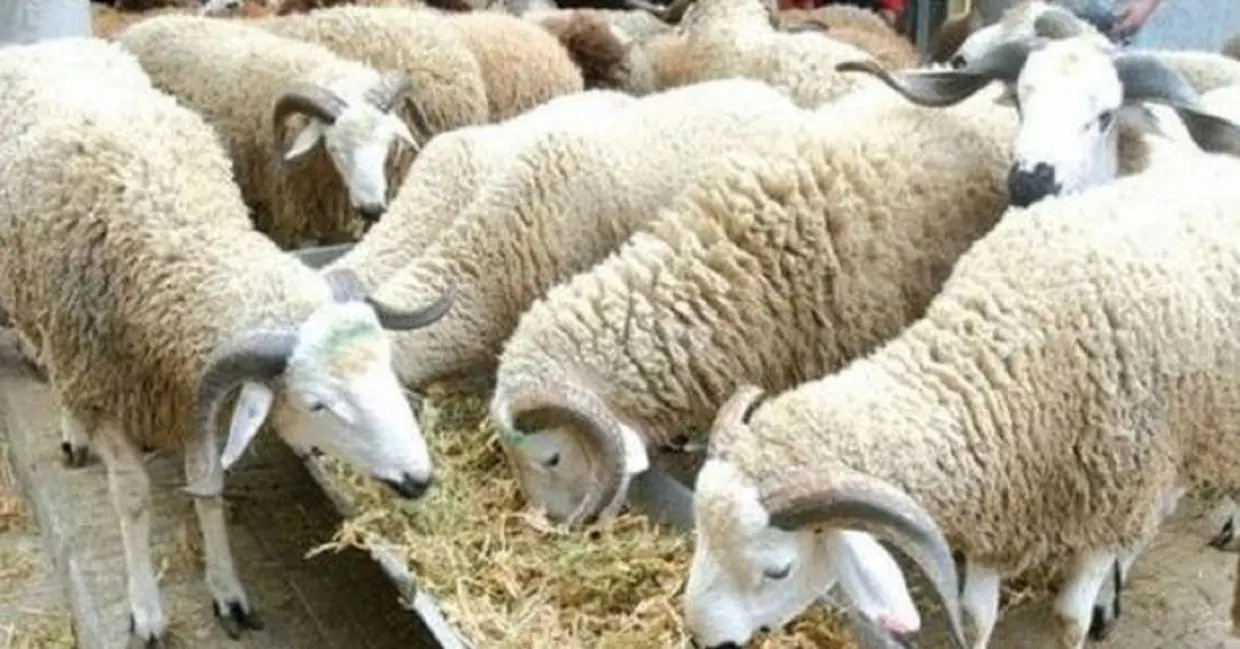 Aïd El-Adha France : des mesures spéciales pour l’abattage des moutons