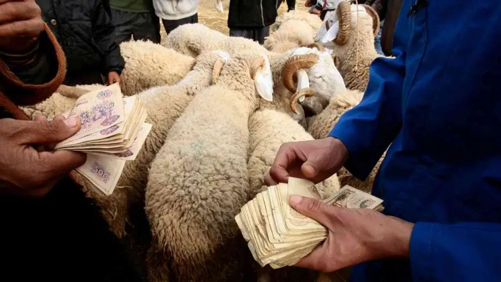 Prix élevés des moutons de l’Aïd el-Adha : le ministre Zitouni s’explique