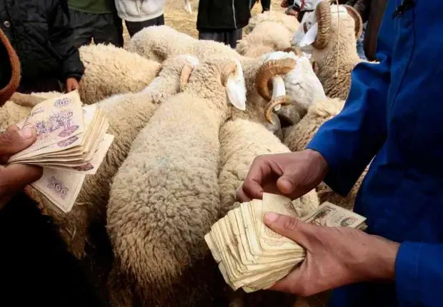 Prix élevés des moutons de l’Aïd el-Adha : le ministre Zitouni s’explique