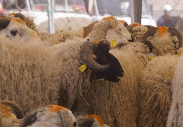 Aïd al Adha 2022 : la date officiellement fixée en France