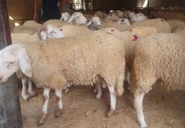 Moutons de l’Aïd : la nouvelle stratégie pour casser les prix